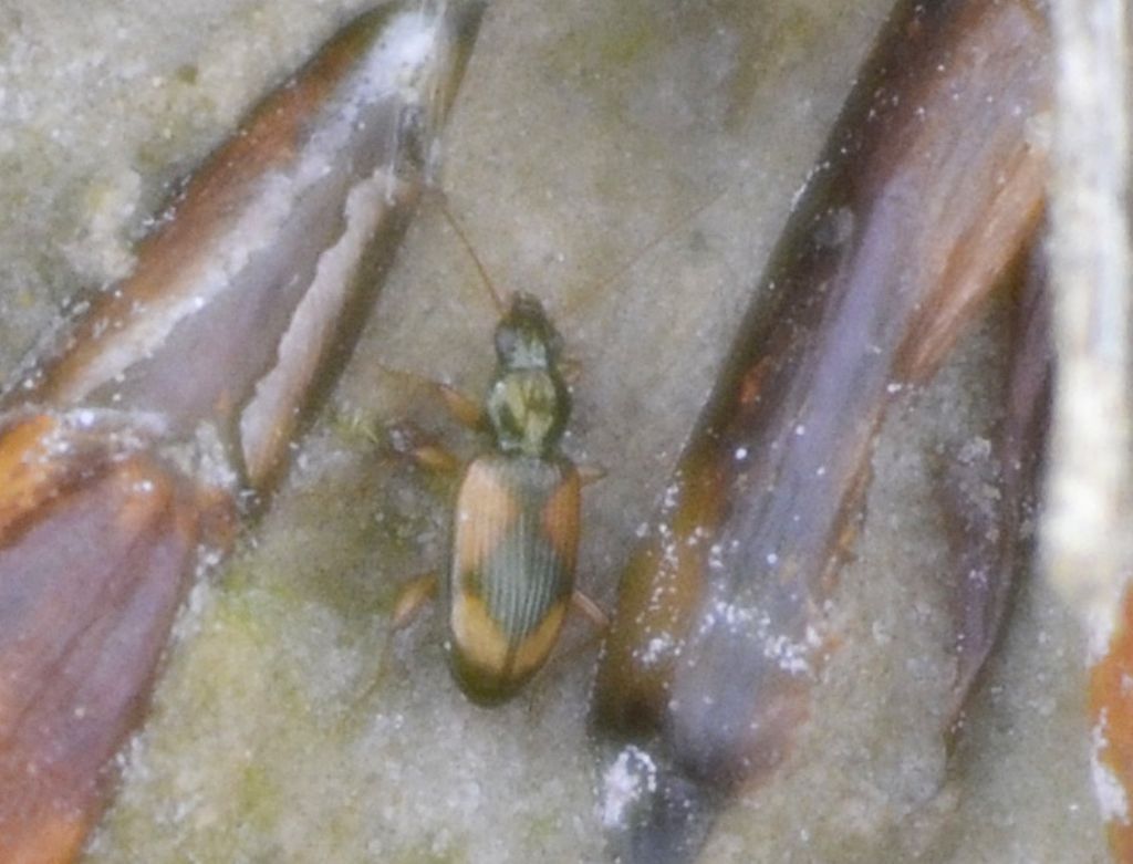 Piccolo Carabidae: Ocydromus (Peryphus) andreae